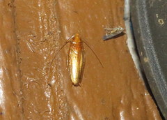 Chorisoneura texensis