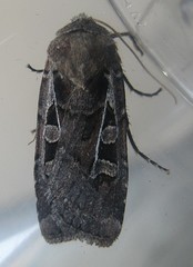 Euxoa divergens