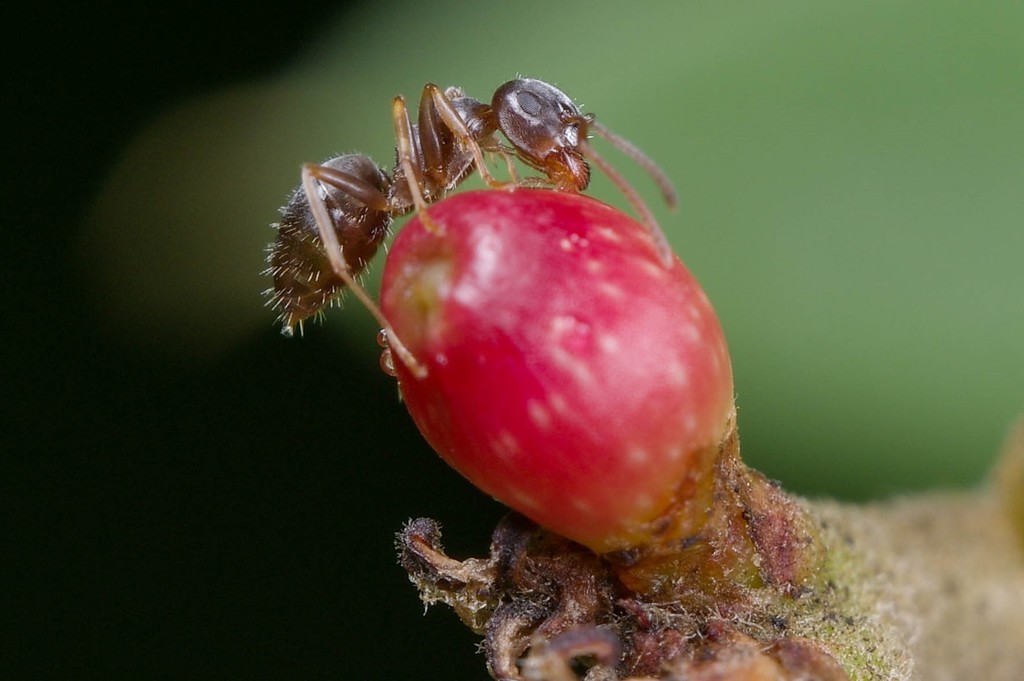 Callirhytis perditor