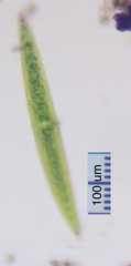 Closterium acerosum
