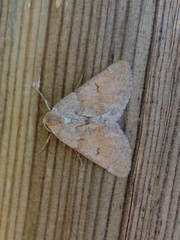 Adalbertia castiliaria