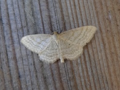 Idaea macilentaria