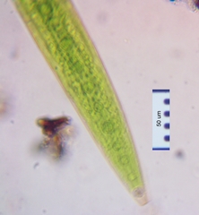 Closterium acerosum