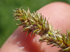 Carex cusickii