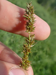 Carex cusickii