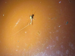 Maccaffertium terminatum terminatum