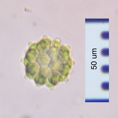 Coelastrum