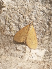 Anania crocealis