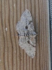 Peribatodes perversaria