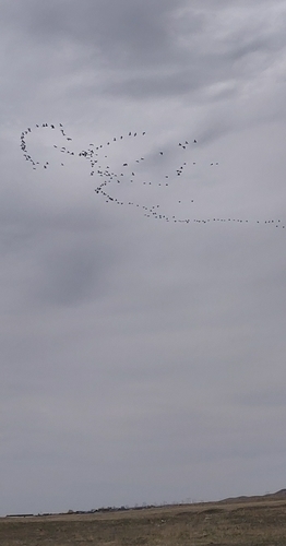 Sandhill Crane photographed in South Dakota