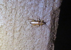 Smodicum cucujiforme