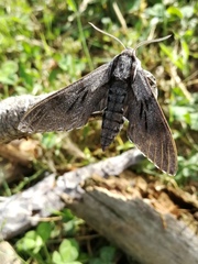 Sphinx maurorum