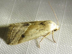 Micrathetis tecnion