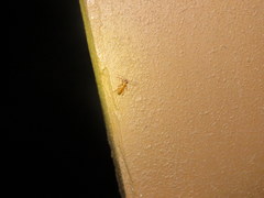 Smodicum cucujiforme