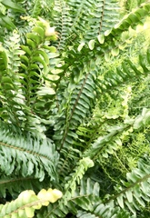 Nephrolepis obliterata