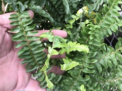 Nephrolepis obliterata