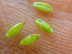 Carex leptalea pacifica