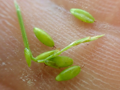 Carex leptalea pacifica