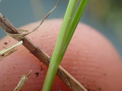 Carex leptalea pacifica
