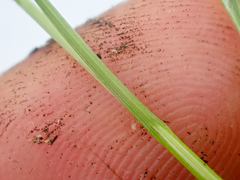 Carex leptalea pacifica