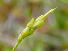 Carex leptalea pacifica