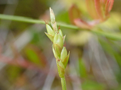 Carex leptalea pacifica