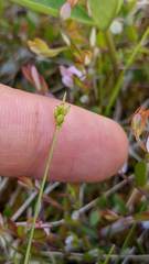 Carex leptalea pacifica