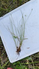 Carex leptalea pacifica