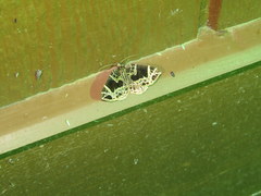 Gandaritis atricolorata