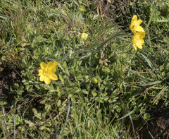 Ranunculus canus