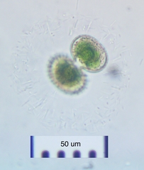 Cosmarium contractum