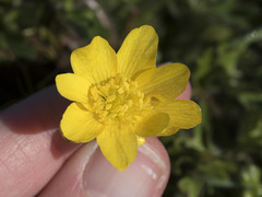 Ranunculus canus