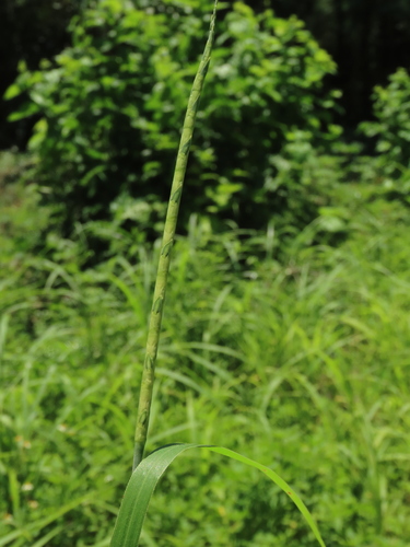 Image of Rottboellia cochinchinensis by (c) chiuluan, some rights reserved (CC BY)