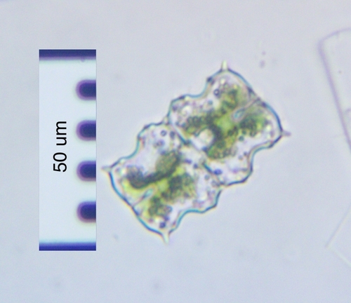 Euastrum ciastonii