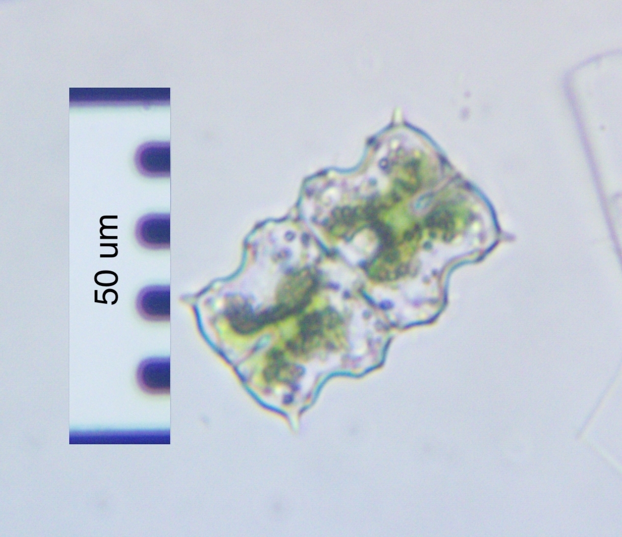Euastrum ciastonii