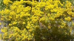 Barkleyanthus salicifolius