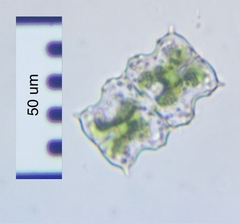 Euastrum ciastonii