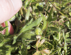 Ranunculus canus