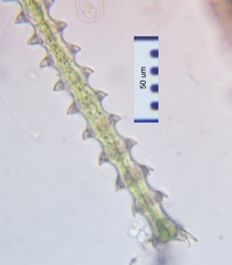 Triploceras gracile