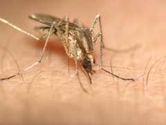 Aedes albifasciatus