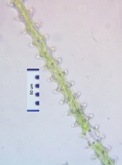 Triploceras gracile