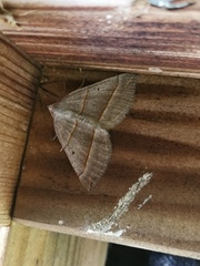 Scotopteryx