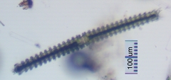 Triploceras verticillatum