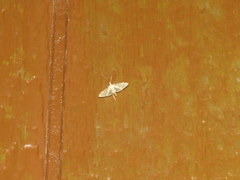 Blepharomastix ranalis
