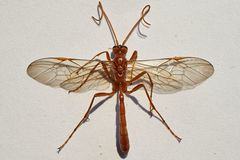 Ophion luteus