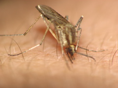 Aedes albifasciatus