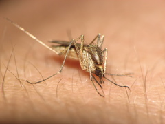 Aedes albifasciatus