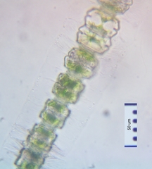 Desmidium