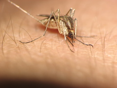 Aedes albifasciatus