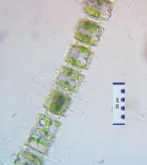 Desmidium
